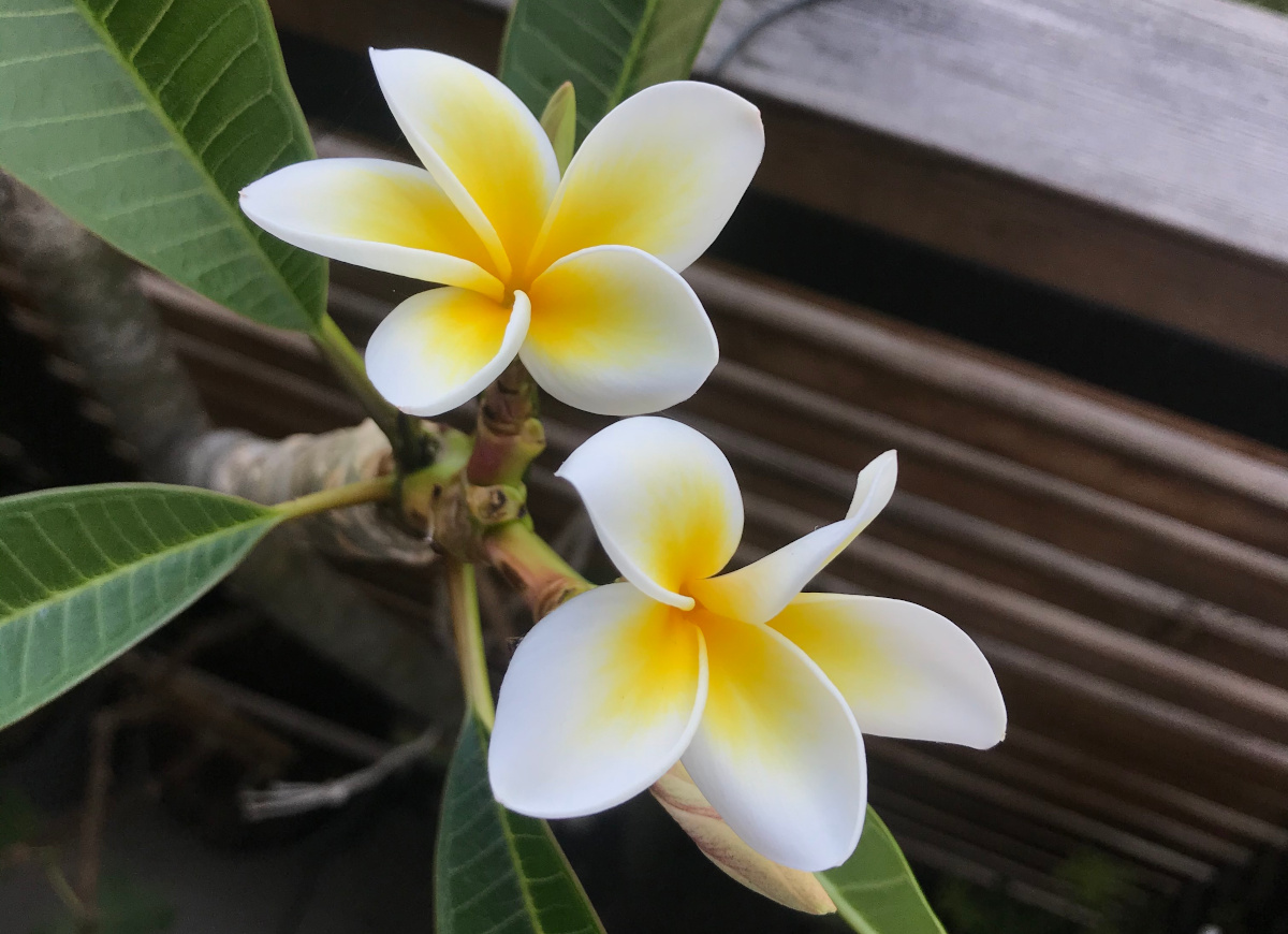 /img/photos/2020/frangipanis-flowering.jpg
